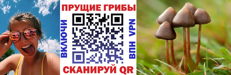 Псилоцибиновые грибы Cubensis  OMG сайт  Хабаровск 